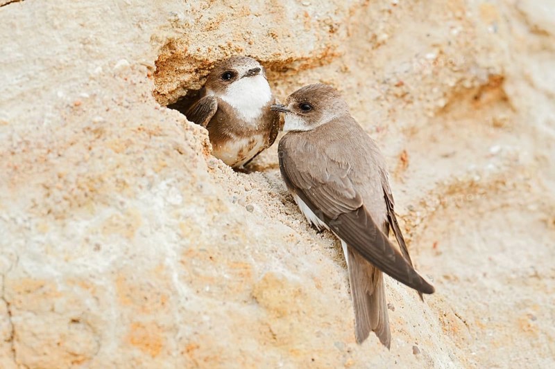 Sand martin (Riparia riparia), pair at the breeding tube, Schleswig-Holstein, Germany