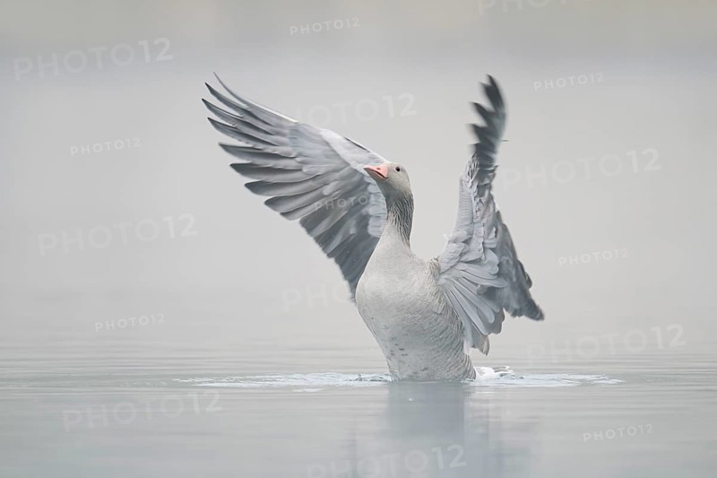 Greylag goose (Anser anser), wings flapping in the morning mist, North Rhine-Westphalia, Germany
