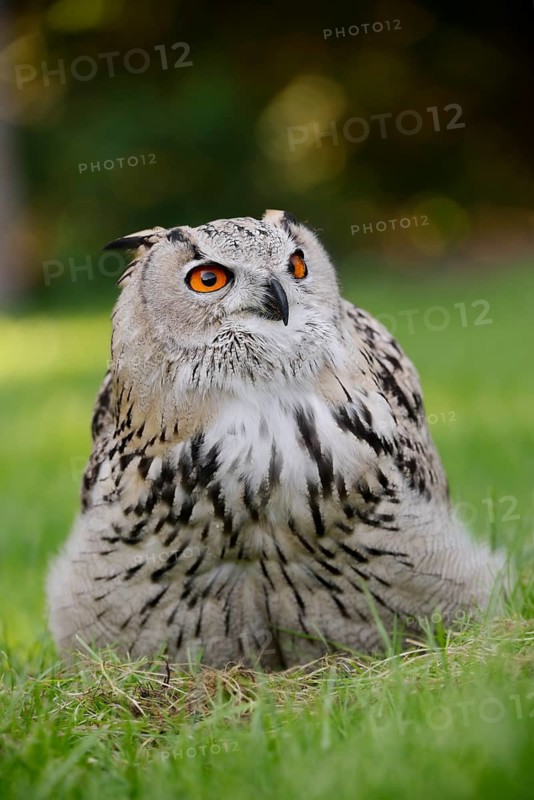 Turkmen Eagle Owl or Turkmen Eagle Owl (Bubo bubo omissus) sitting in a meadow, captive, occurrence in Asia