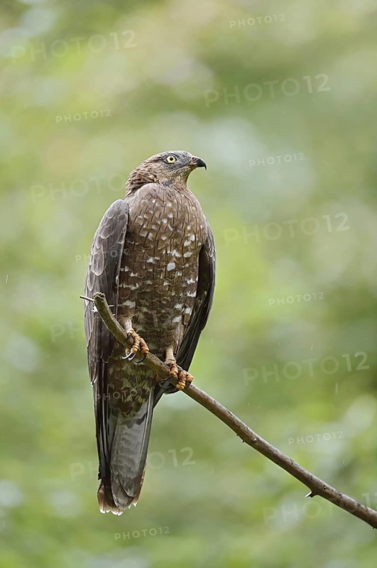Honey buzzard (Pernis apivorus) sitting on a branch, Bavaria, Germany