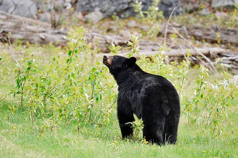 American Black Bear (Ursus americanus), Jasper National Park, Alberta, Canada