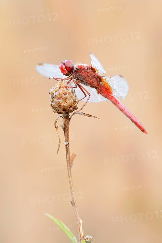 Scarlet Dragonfly (Crocothemis erythraea), male with dewdrops, North Rhine-Westphalia, Germany