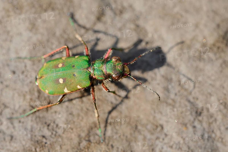 Field sand beetle or field sandpiper (Cicindela campestris), North Rhine-Westphalia, Germany