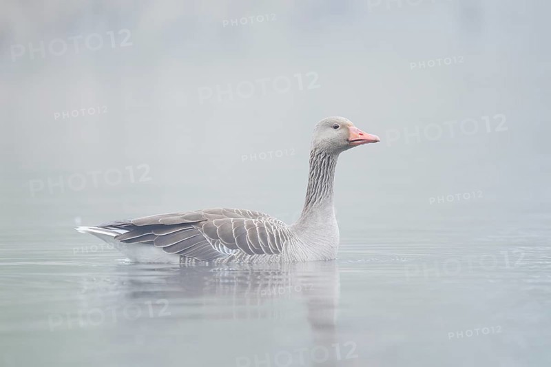 Greylag goose (Anser anser), swimming in the morning mist on a pond, North Rhine-Westphalia, Germany