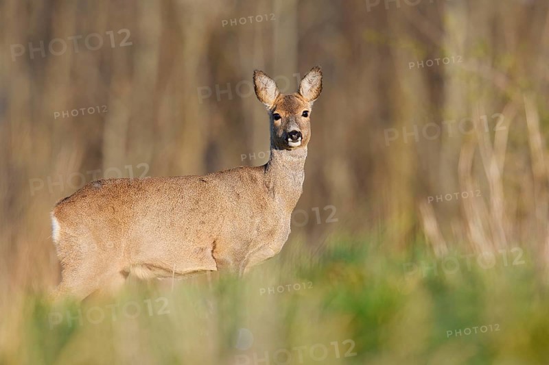 European roe deer (Capreolus capreolus), doe, North Rhine-Westphalia, Germany