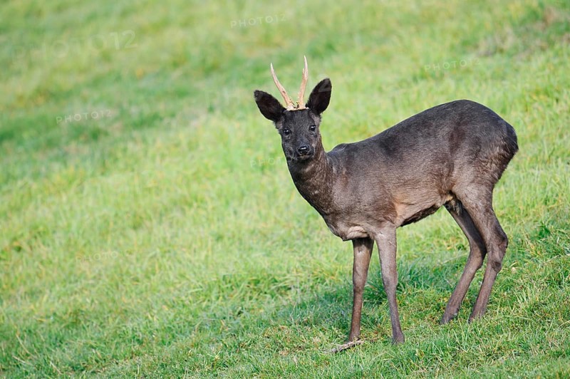 European roe deer (Capreolus capreolus), black roebuck, Lower Saxony, Germany