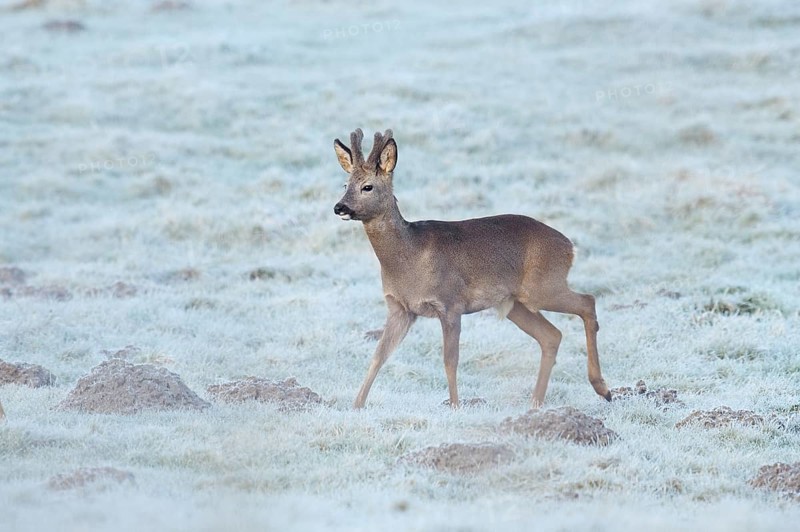 European roe deer (Capreolus capreolus), roebuck in a meadow with hoarfrost, North Rhine-Westphalia, Germany