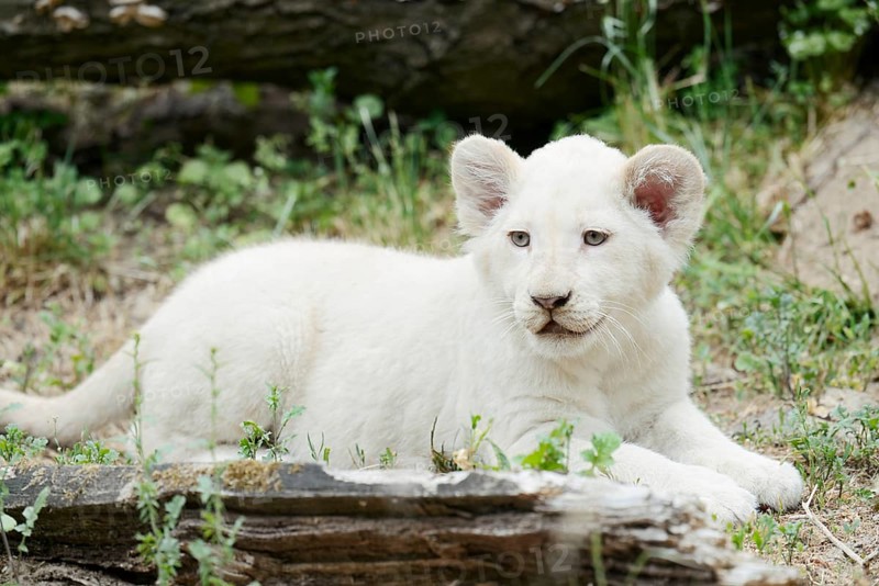 White lion (Panthera leo), young, captive, occurrence in Africa