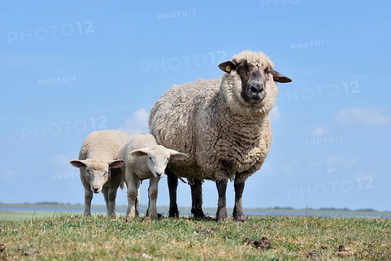 Domestic sheep (Ovis orientalis aries), female with lambs, Schleswig-Holstein, Germany