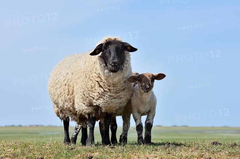 German black-headed meat sheep or black-headed sheep (Ovis orientalis aries) with lamb, Schleswig-Holstein, Germany