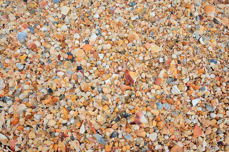 Different mussel shells on the beach, Algarve, Portugal