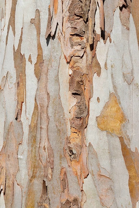 Tasmanian blue gum or common eucalyptus (Eucalyptus globulus), detail of the trunk, Algarve, Portugal