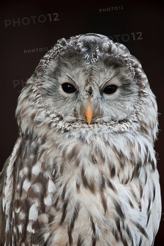 Ural owl (Strix uralensis), portrait, Bavarian Forest, Germany