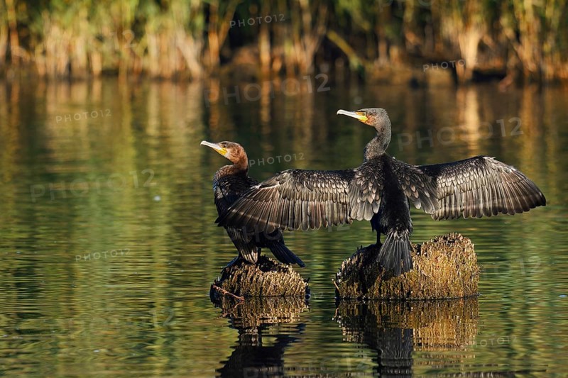 Cormorants (Phalacrocorax carbo) sitting on tree stumps in the water and drying their feathers, North Rhine-Westphalia, Germany