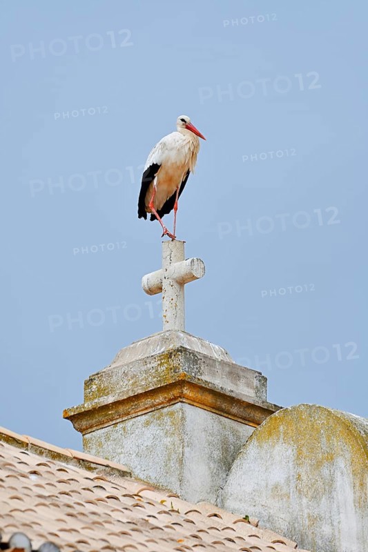 White stork (Ciconia ciconia) standing on the cross of a church, Portimao, Algarve, Portugal