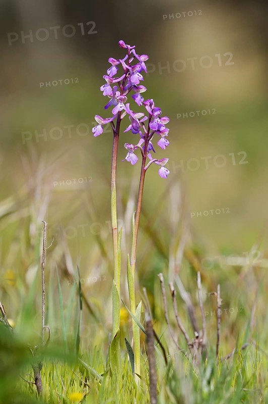 Green-winged orchid or Salep's orchid (Anacamptis morio, Orchis morio), flowering, Algarve, Portugal