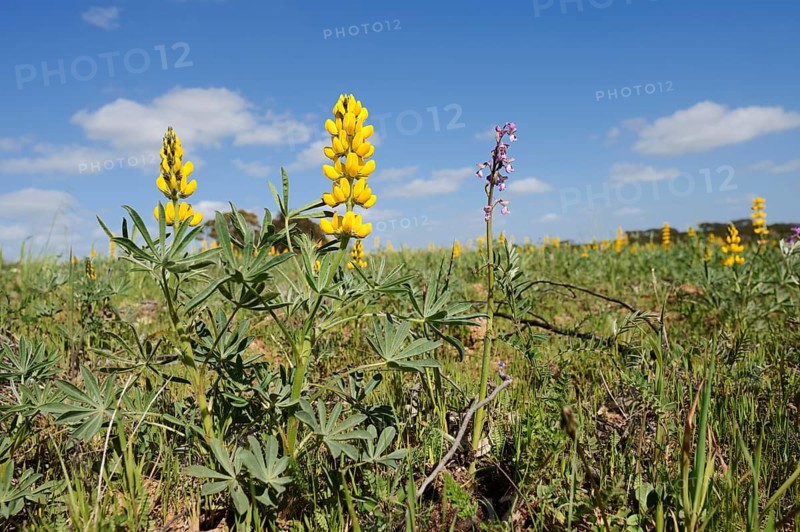 Yellow lupin (Lupinus luteus) and Green-winged orchid (Anacamptis morio, Orchis morio), flowering, Alentejo, Portugal