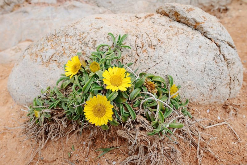 Coastal beach star or ducat flower (Pallenis maritima, Asteriscus maritimus), flowering, Algarve, Portugal