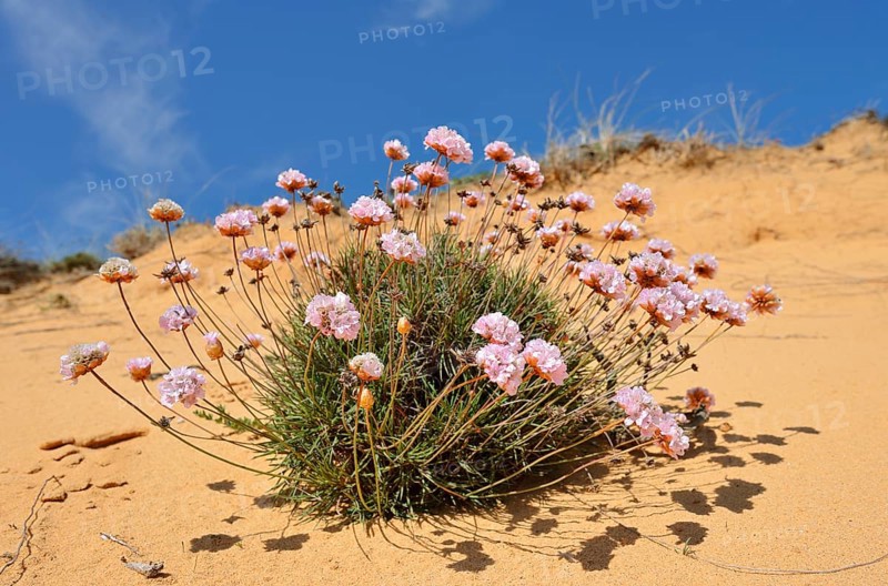 Sea carnation or common sea carnation (Armeria maritima), flowering, Alentejo, Portugal