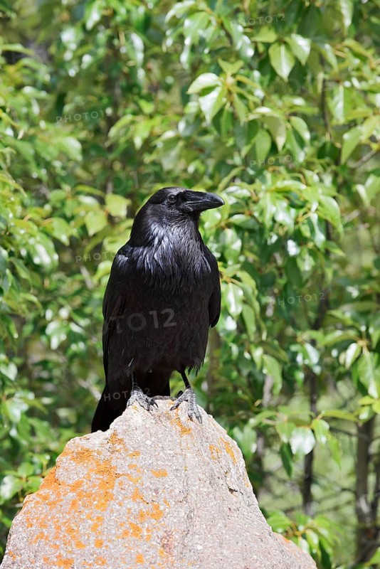 Raven (Corvus corax) sitting on a rock, Banff National Park, Alberta, Canada