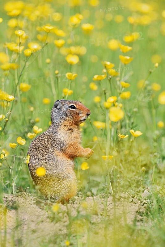 Columbia ground squirrel (Urocitellus columbianus, Spermophilus columbianus) in a flower meadow, Yoho National Park, British Columbia, Canada