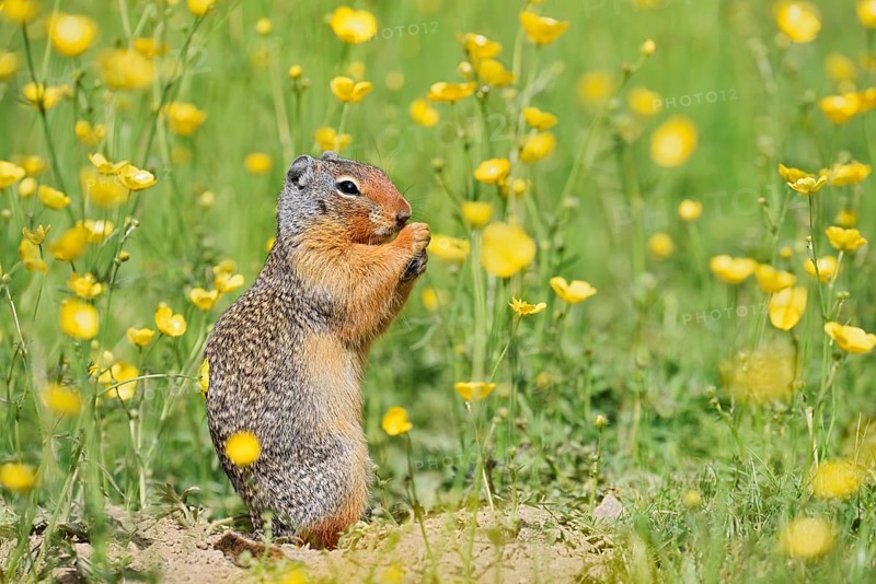 Columbia ground squirrel (Urocitellus columbianus, Spermophilus columbianus) sits feeding in a flower meadow, Yoho National Park, British Columbia, Canada