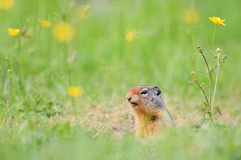 Columbia ground squirrel (Urocitellus columbianus, Spermophilus columbianus) at the burrow, Yoho National Park, British Columbia, Canada