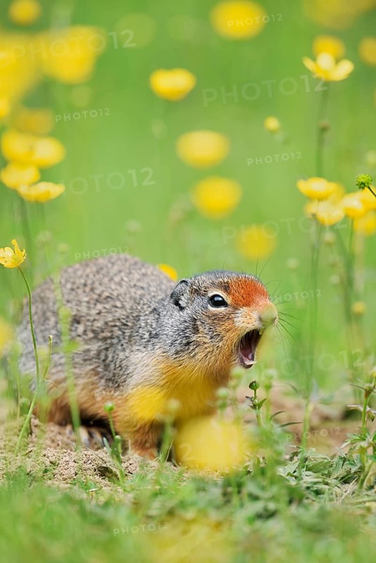 Columbia ground squirrel (Urocitellus columbianus, Spermophilus columbianus) sits calling at a burrow in a flower meadow, Yoho National Park, British Columbia, Canada