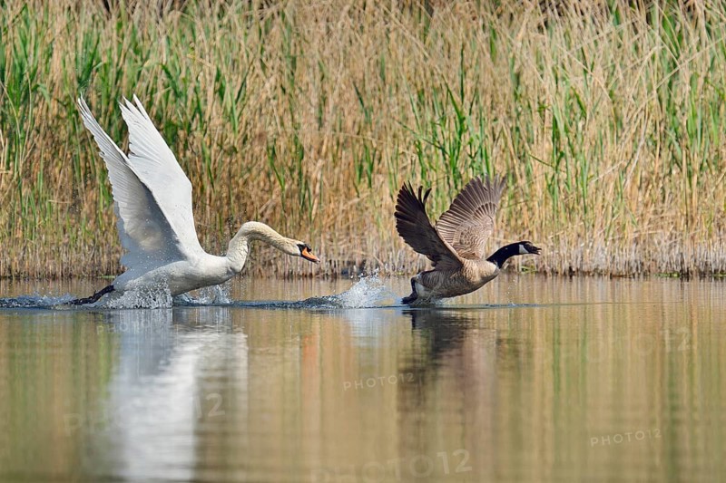 Mute swan (Cygnus olor) chasing away a Canada goose (Branta canadensis), North Rhine-Westphalia, Germany