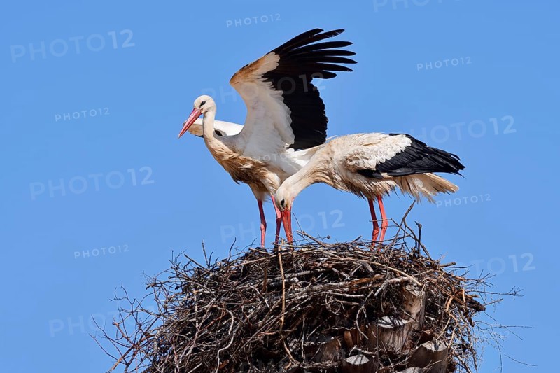 White stork (Ciconia ciconia), pair on the nest, Algarve, Portugal