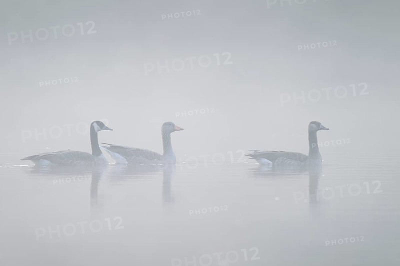 Canada geese (Branta canadensis) and grey goose (Anser anser) in the morning fog, North Rhine-Westphalia, Germany