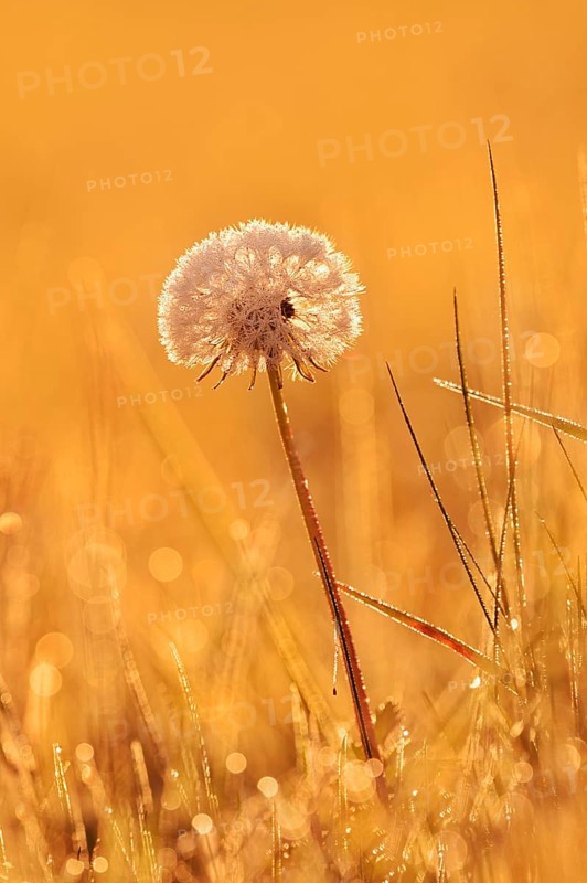 Common dandelion (Taraxacum officinale), fruit stand backlit at sunrise, North Rhine-Westphalia, Germany