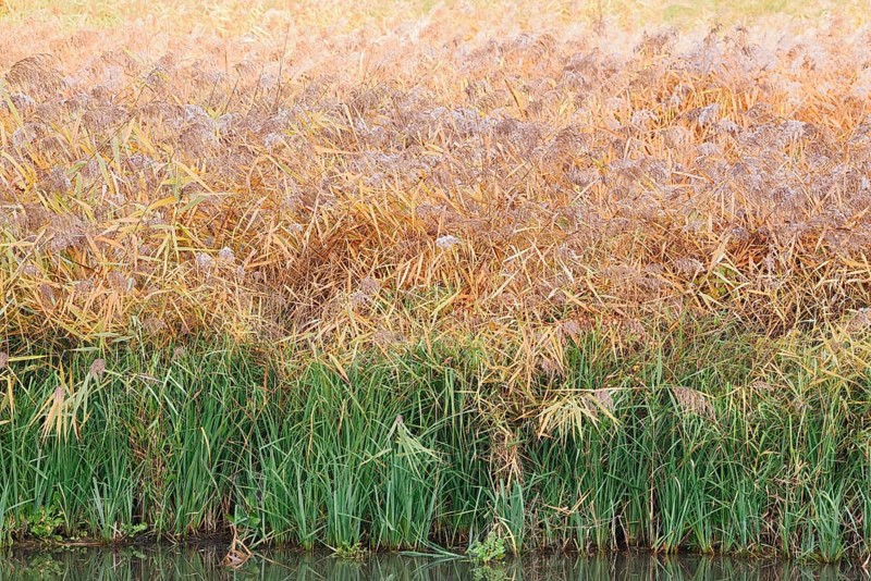 Reed (Phragmites australis, Phragmites communis) in autumn, North Rhine-Westphalia, Germany