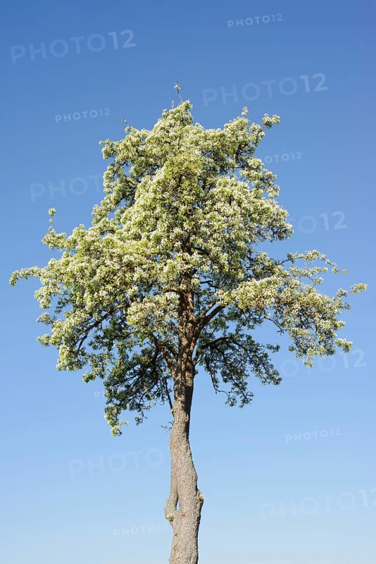 Flowering pear tree (Pyrus communis) in spring, North Rhine-Westphalia, Germany