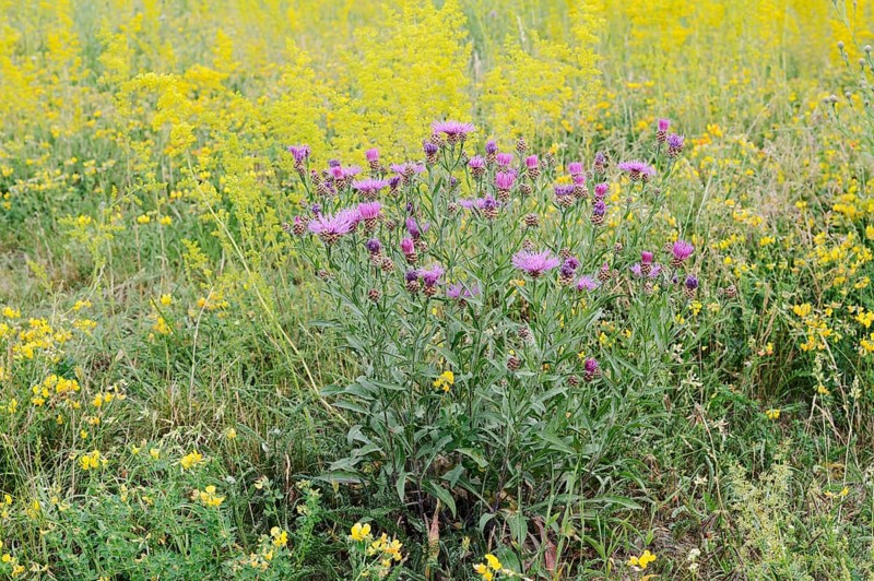 Meadow knapweed (Centaurea jacea), flowering, North Rhine-Westphalia, Germany