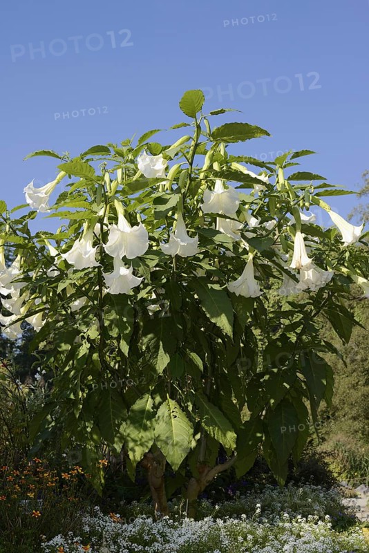 Angel's trumpet (Brugmansia arborea), flowering, ornamental plant, North Rhine-Westphalia, Germany