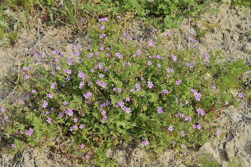 Redstem filaree (Erodium cicutarium), flowering, North Rhine-Westphalia, Germany