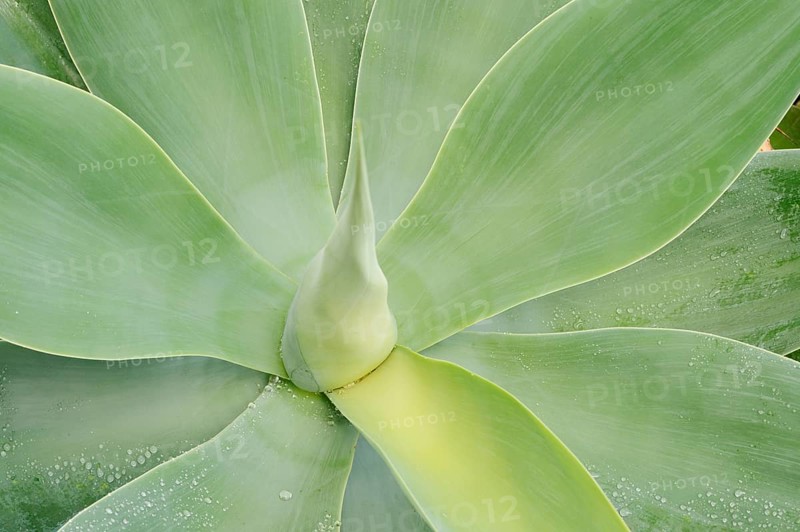 Canary Islands dragon tree agave or gooseneck agave (Agave attenuata), leaves, Fuerteventura, Canary Islands, Spain