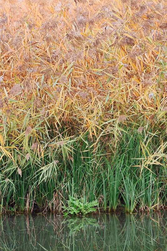 Reed (Phragmites australis, Phragmites communis) at a pond in autumn, North Rhine-Westphalia, Germany