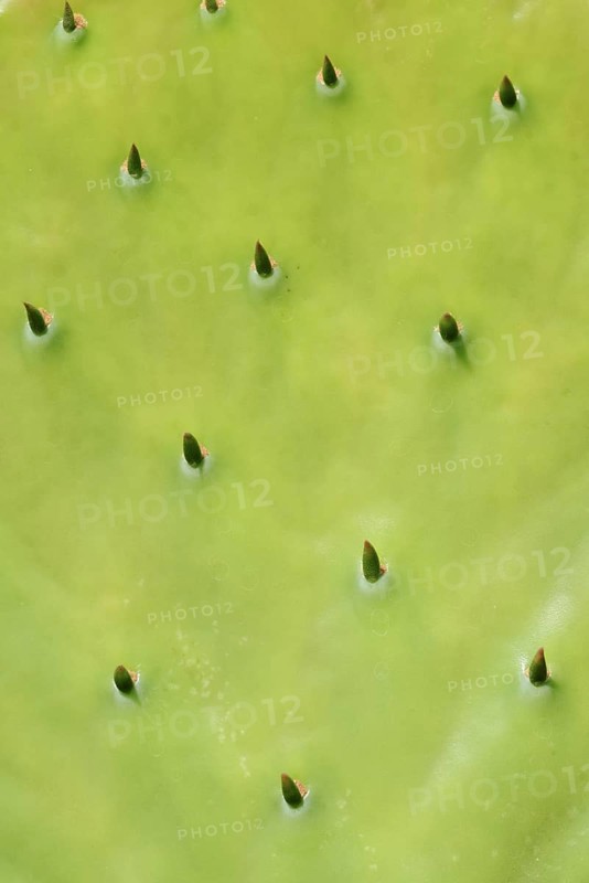 Opuntia (Opuntia robusta), leaf with thorns, detail, occurrence in Mexico