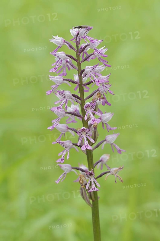 Helm's orchid (Orchis militaris), inflorescence, Kaiserstuhl, Baden-Württemberg, Germany