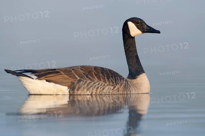 Canada goose (Branta canadensis), swimming, North Rhine-Westphalia, Germany