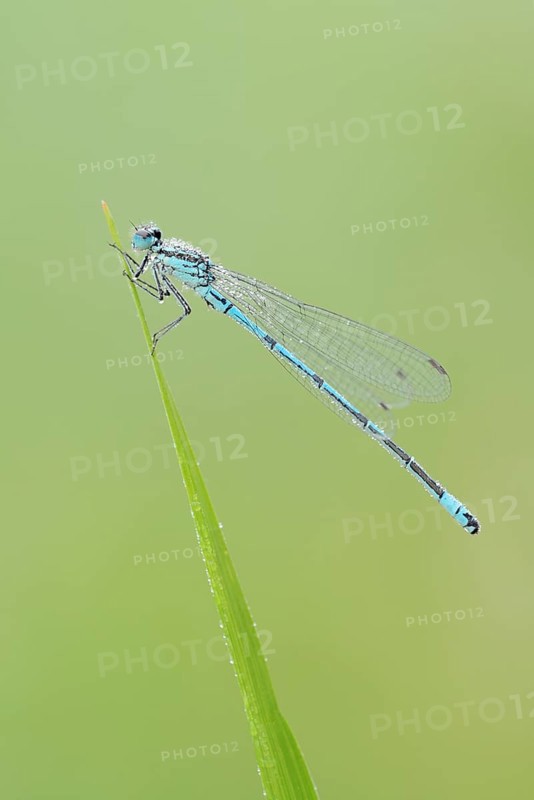 Horseshoe damselfly (Coenagrion puella), male with dewdrops, North Rhine-Westphalia, Germany