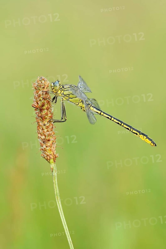 Western Clubtail (Gomphus pulchellus), North Rhine-Westphalia, Germany