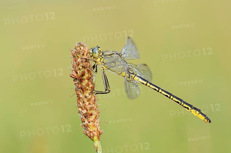 Western Clubtail (Gomphus pulchellus), North Rhine-Westphalia, Germany