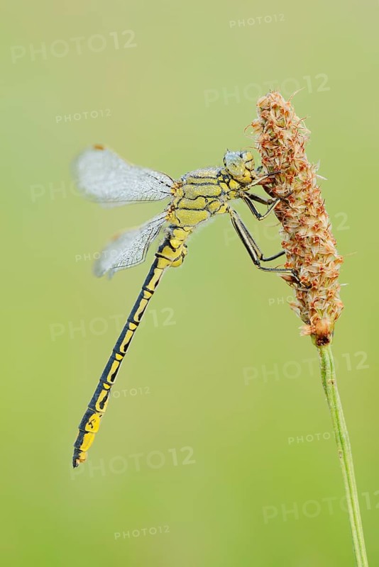 Western Clubtail (Gomphus pulchellus) with dewdrops, North Rhine-Westphalia, Germany
