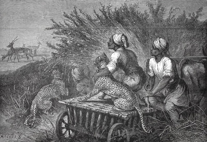 Antelope hunt with a cheetah, South Africa, 1880, authentic, digitally restored reproduction from a 19th century model, exact date of depiction unknown, historical