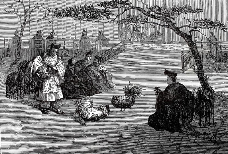 Cockfight in Japan, authentic, digitally restored reproduction from a 19th century model, exact date of depiction unknown, historical
