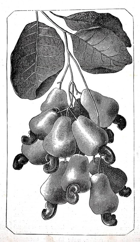 Mahogany apple, probably refers to the edible seeds of a Southeast Asian mahogany tree, authentic, digitally restored reproduction from a 19th-century original, exact date of depiction unknown, historical