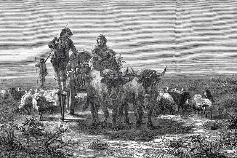 Shepherds in the Landes, Les Landes, France, were traditionally Black-winged Stilt walkers who moved around in swampy terrain to tend their flocks of sheep, here with a cow team, 1880, authentic, digitally restored reproduction from a 19th century original, exact date of depiction unknown, historical